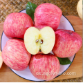 NEUE CROP QUINAN FUJI SHIFE Apfelfrüchte